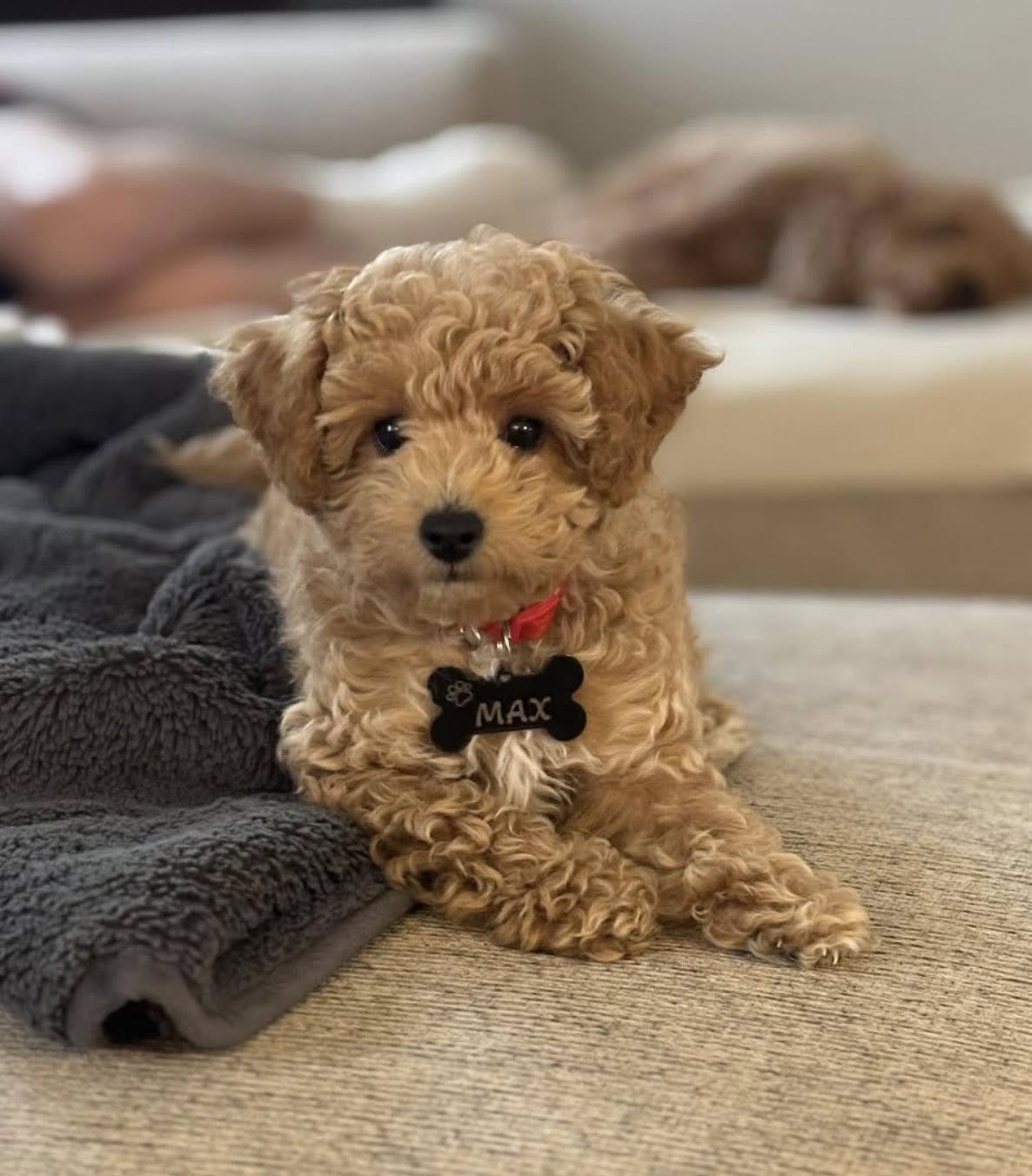 Max