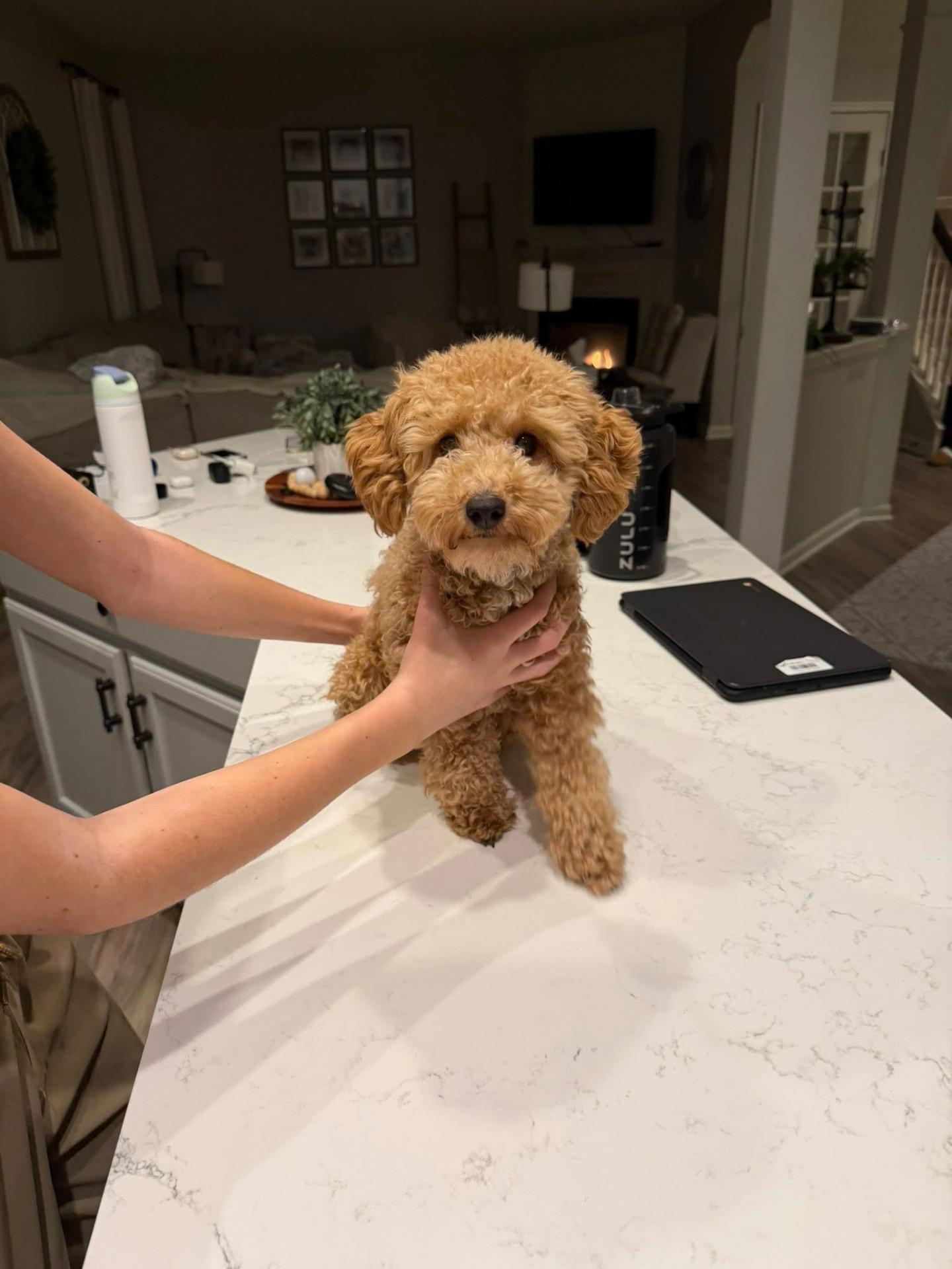 Maya on the kitchen counter