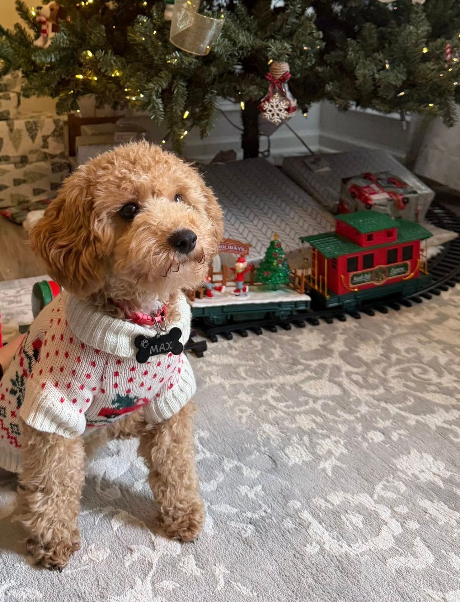 Max in his Christmas sweater by the tree