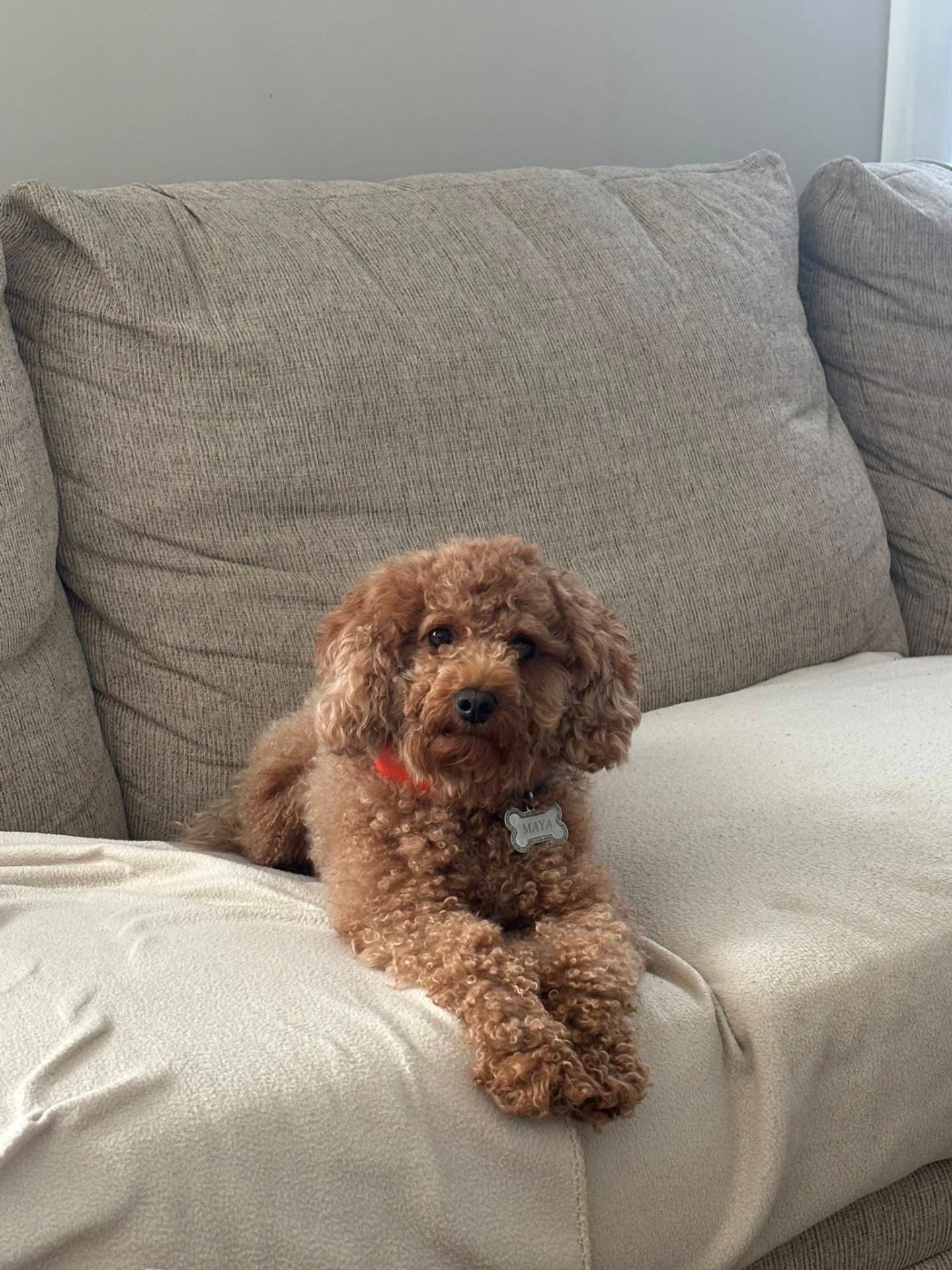 Maya relaxing on the couch