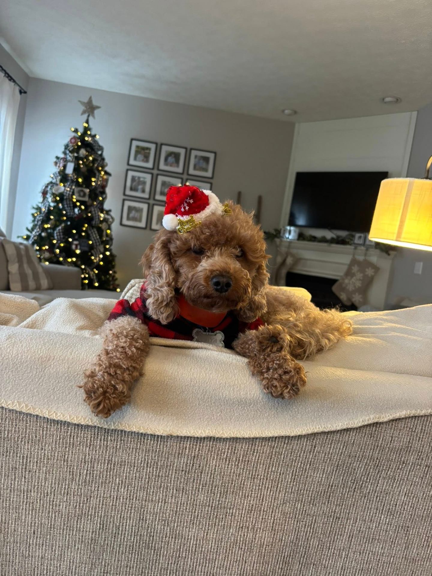 Maya in a Santa hat by the Christmas tree