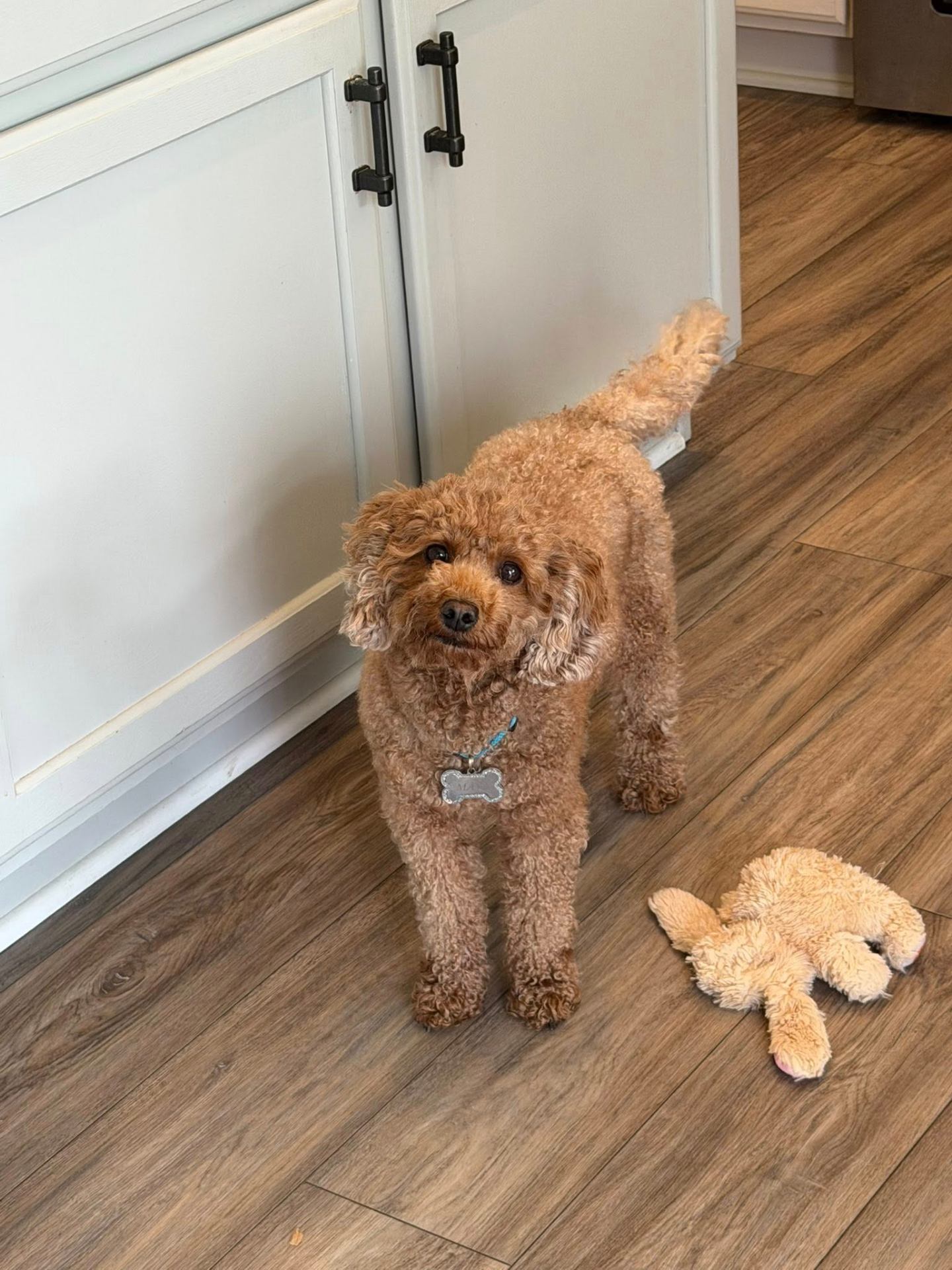 Max with his favorite toy