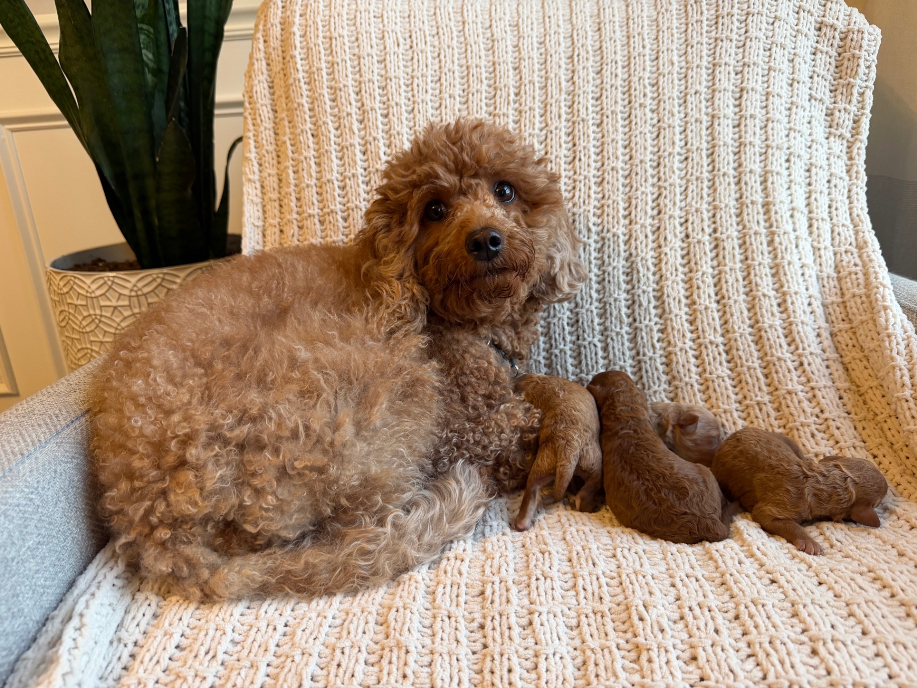 Maya looking proudly at the camera with her puppies