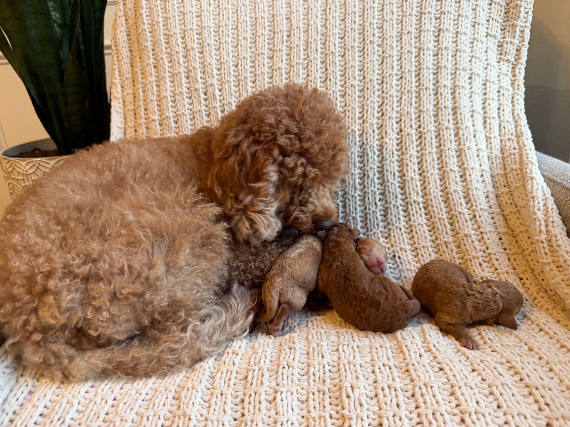 Maya nursing her newborn puppies