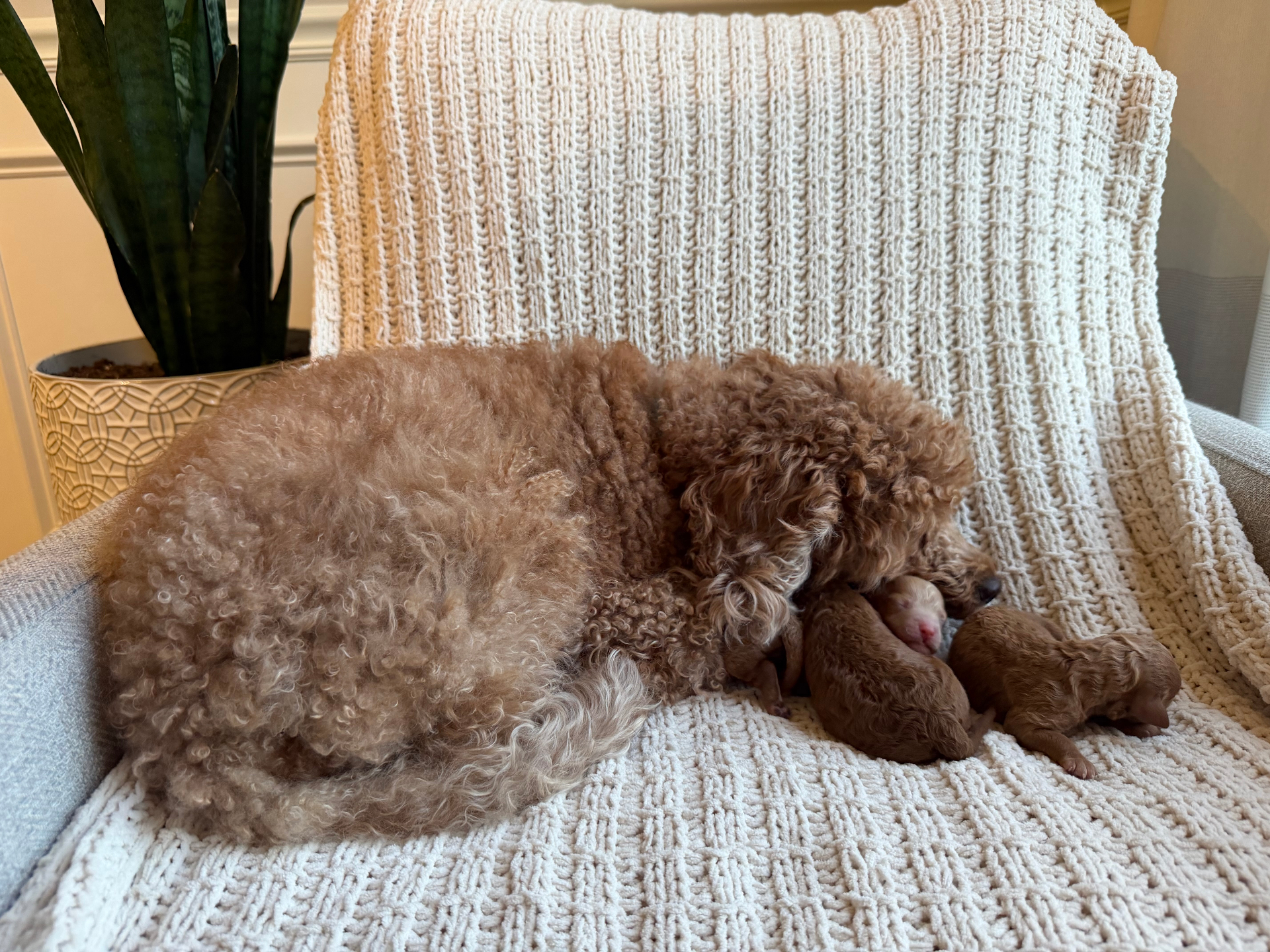 Maya curled up with her sleeping newborn pups