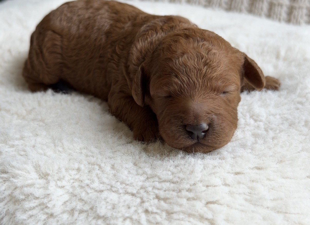 Cocoa, Petite / Toy Goldendoodle puppy
