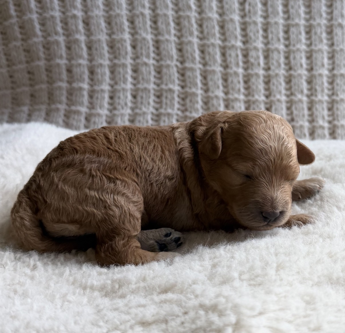 Hazel, Petite / Toy Goldendoodle puppy