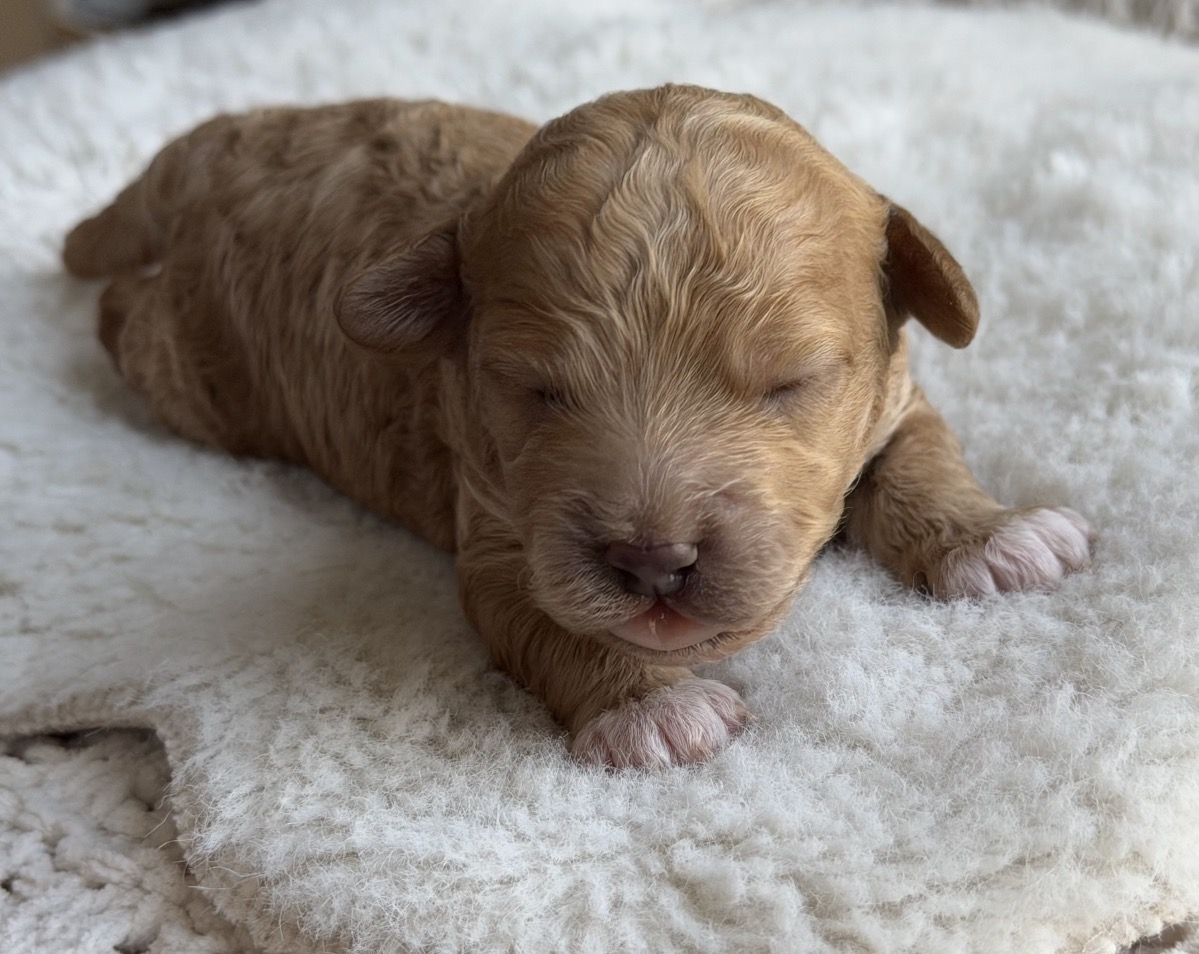 Skye, Petite / Toy Goldendoodle puppy