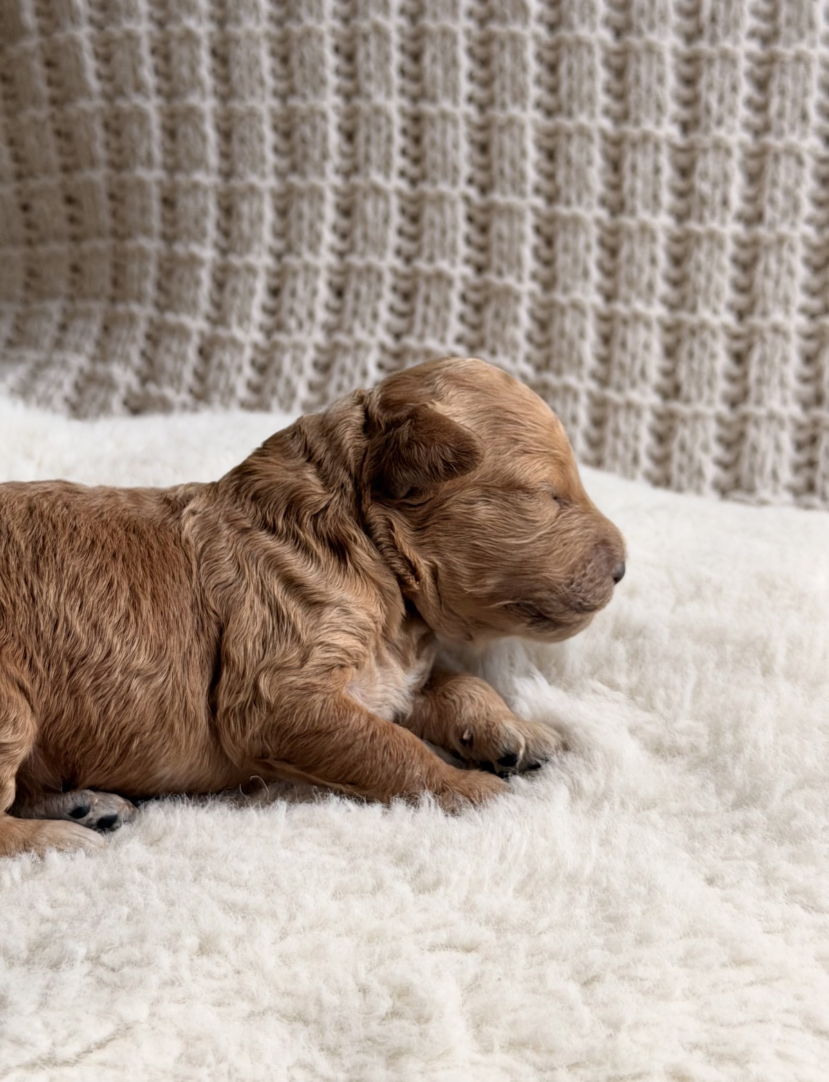 Willow, Petite / Toy Goldendoodle puppy